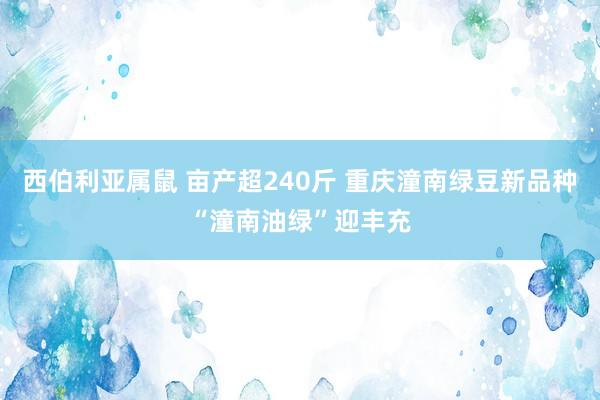 西伯利亚属鼠 亩产超240斤 重庆潼南绿豆新品种“潼南油绿”迎丰充