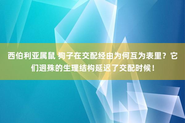 西伯利亚属鼠 狗子在交配经由为何互为表里？它们迥殊的生理结构延迟了交配时候！