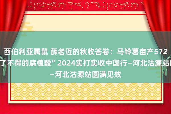 西伯利亚属鼠 薛老迈的秋收答卷：马铃薯亩产5720公斤 “了不得的腐植酸”2024实打实收中国行—河北沽源站圆满见效